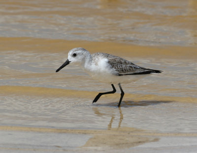 Sanderling (Calidris alba)