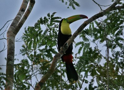 Keel-billed Toucan (Ramphastos sulfuratus)