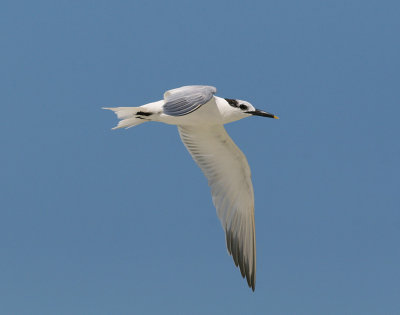 Cabot's Tern (Thalasseus acuflavidus) - Cabottrna