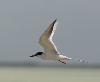 Forster's Tern (Sterna forsteri) - krrtrna