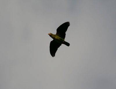 Yucatan Parrot (Amazona xantholora)