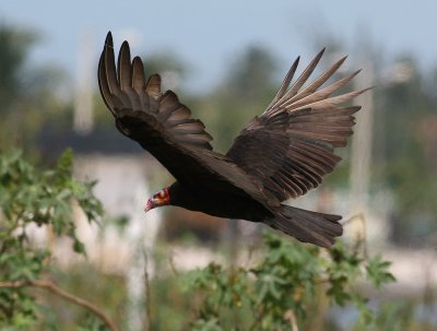 Lesser Yellow-headed Vulture (Cathartes burrovianus)