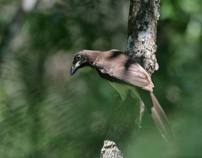 Brown Jay (Psilorhinus morio)