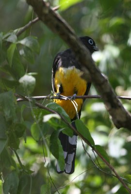 Black-headed Trogon (Trogon melanocephalus)