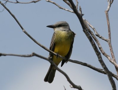 Tropical Kingbird (Tyrannus melancholicus)