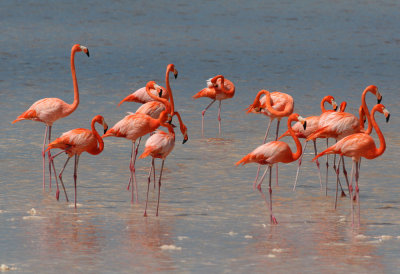 Caribbean (Greater) Flamingo (Phoenicopterus ruber)