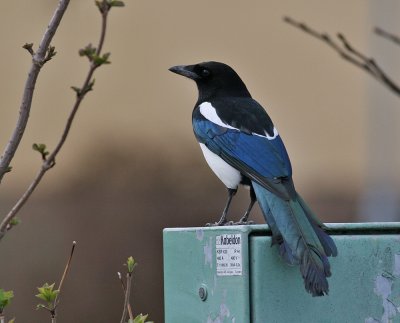 Eurasian Magpie (Pica pica) - skata