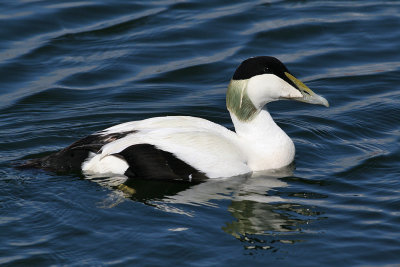 Common Eider (Somateria mollissima) - ejder