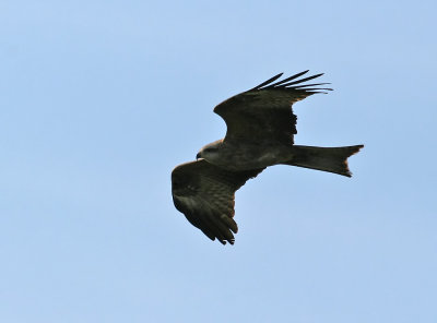 Black Kite (Milvus migrans)