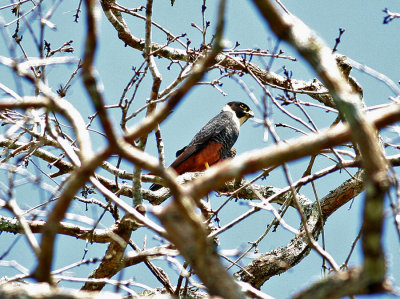 Bat Falcon (Falco rufigularis)