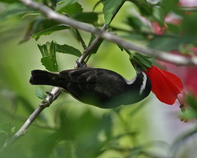 Bananaquit (Coereba flaveola)