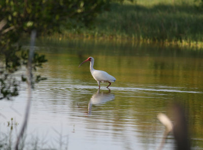 White Ibis (Eudocimus albus)