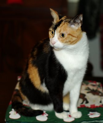 Molly 2.JPG