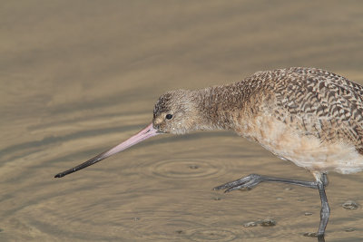 Marbled Godwit