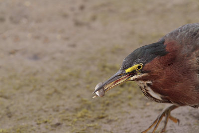 Green-Back Heron