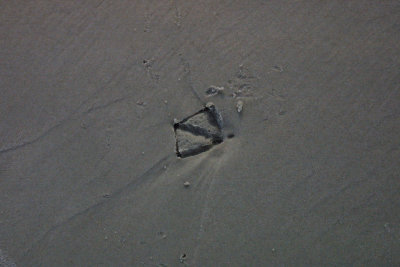 birdprints_2.jpg