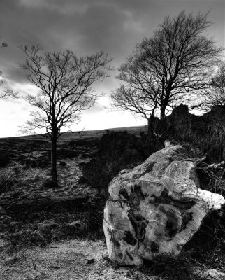 Fallen tree, Isle of Man