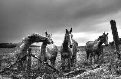 Horses, Isle of Man
