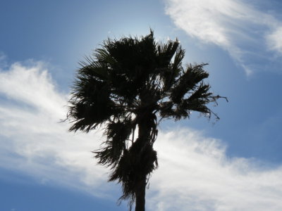 palm in sun