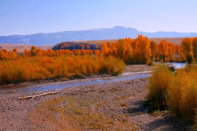 The fall colors on the Gros Ventre River and Sheep Mountain.jpg