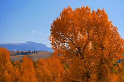 The Sleeping Indian with fall color in an Cottonwood tree.jpg