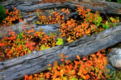 Autumn shows in ground cover.jpg