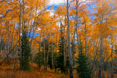 Autumn color along route to the Sleeping Indian.jpg