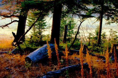 The last rays of the setting sun shine on last seasons Fireweed stalks.jpg