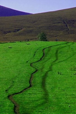 Sheep Tracks on the Fungle path -nr Finzean