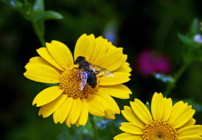 A bee on a yellow daisy