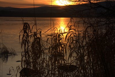 Loch  Kinord - Reeds & Sunrise
