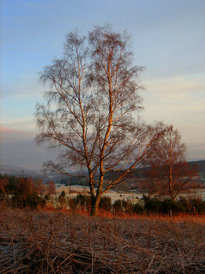 The golden Silver Birch  - Last picture of 2008