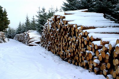 Logging on the Fungle