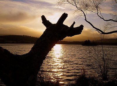 Nessie Reconnoitres Loch Kinord