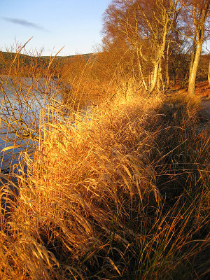 Golden Light on the Reeds
