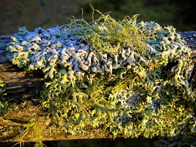 Lichen on the Gate