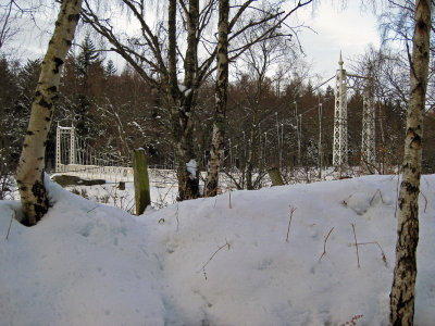 Through The Trees