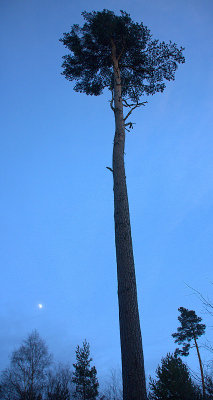 On The Trail  With a Lonesome Pine