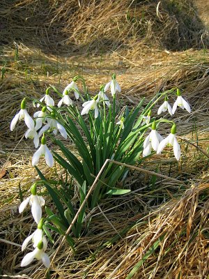 Snowdrops, Still Hanging On