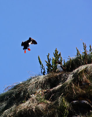 Puffin on Final Approach