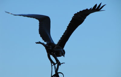 Big Metal Bird  - Plockton , West  Coast  Scotland