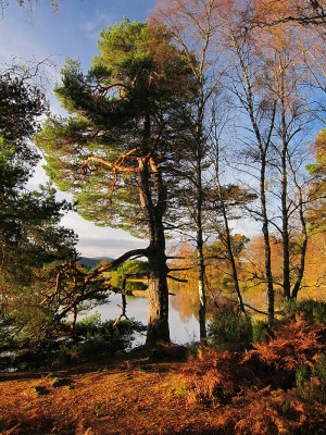 Autumn Colours - Aboyne Loch