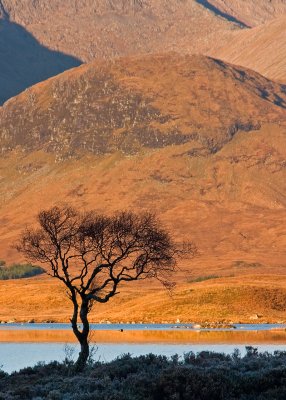 Loch Na Achlaise - Island Tree at Sunrise