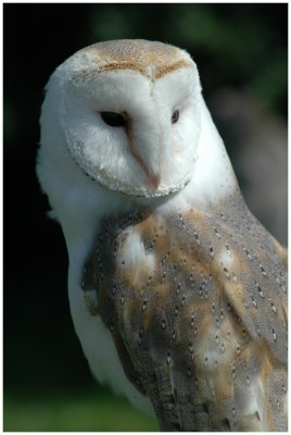 Roofvogels