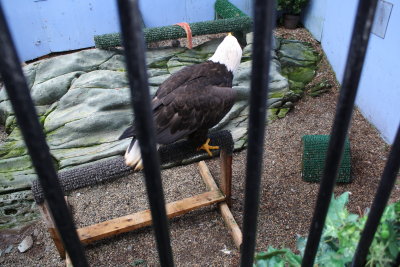 eagle that was shot and is blind in one eye 01.JPG