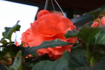 flowers in planters at bldings.JPG