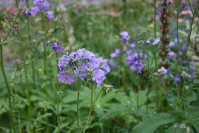 wildflowers 1.JPG