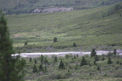 caribou in the field passed the stream in park 7-22-09.JPG