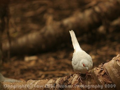 Diamond Dove 001.jpg