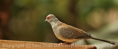Diamond Dove 002.jpg